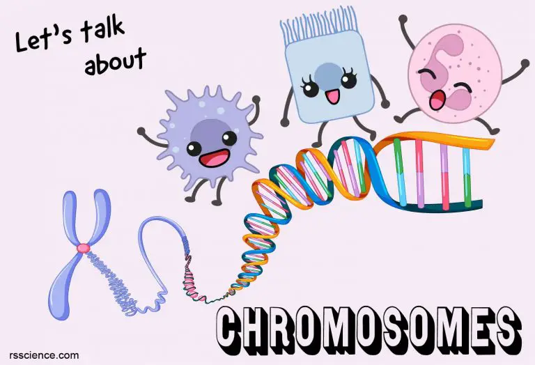 Chromosome structure function