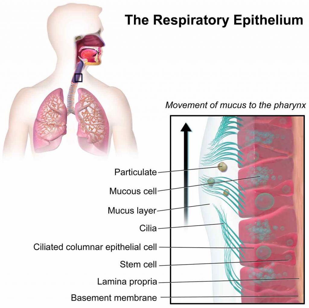 Respiratory-epithelium-cilia