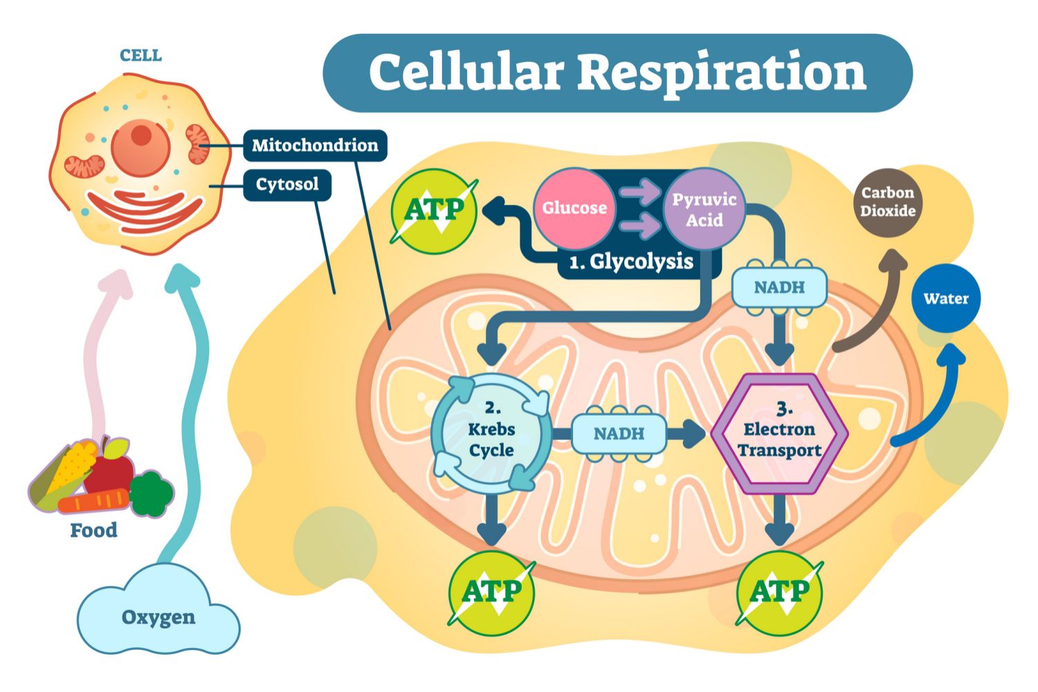 What does the Cori cycle do? - definition, steps, and importance - Rs ...