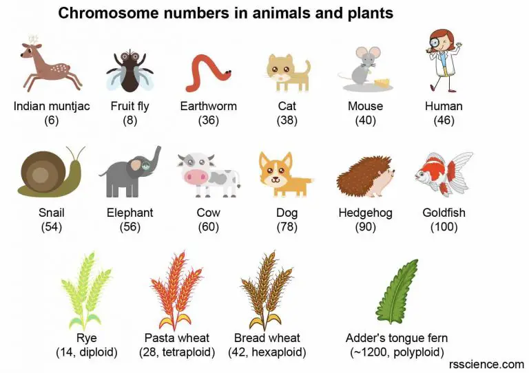 what-is-a-chromosome-function-and-structure-rs-science