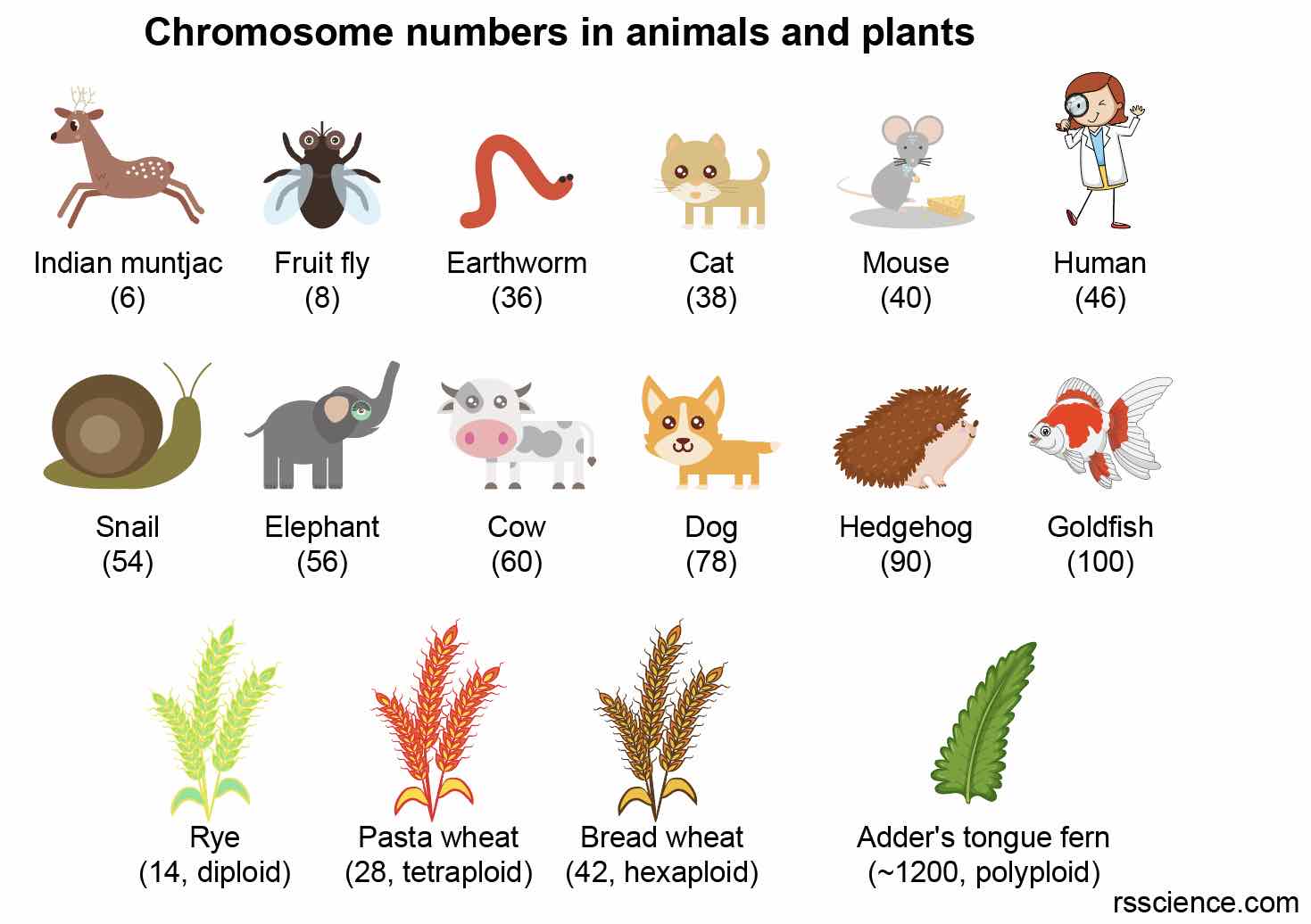 What is a Chromosome? Function and structure Rs' Science