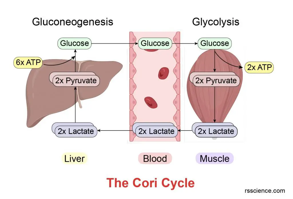 cori-cycle-anaerobic-glycolysis-muscle-gluconeogenesis-liver