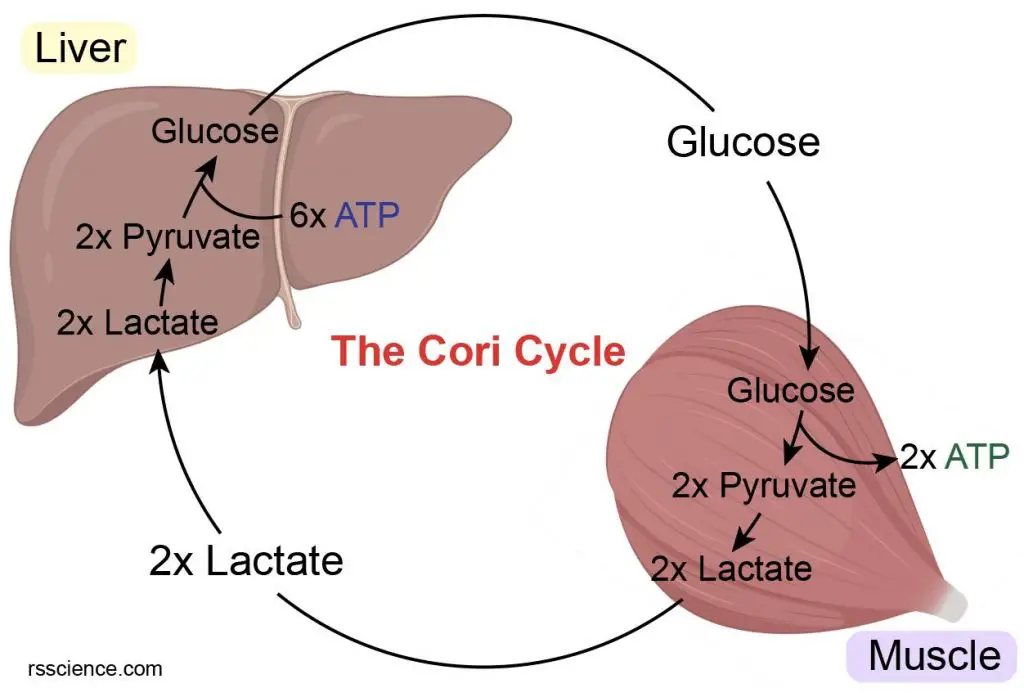cori-cycle-glucose-lactate