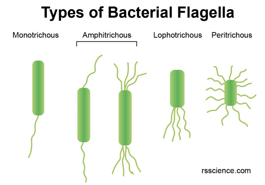 different-bacterial-flagella