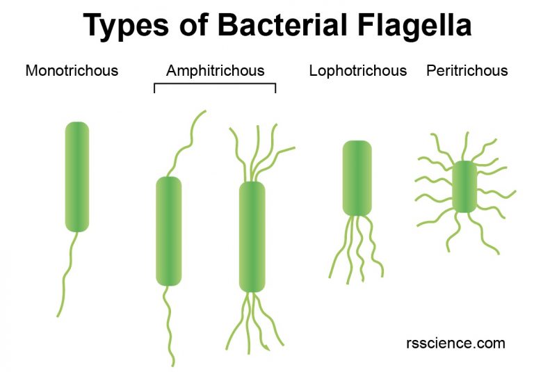 Flagella and Cilia – Definition, Structure, and Functions - Rs' Science