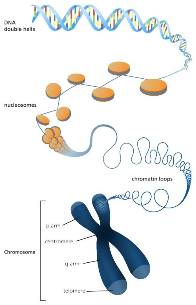 dna-pack-chromosome-structure