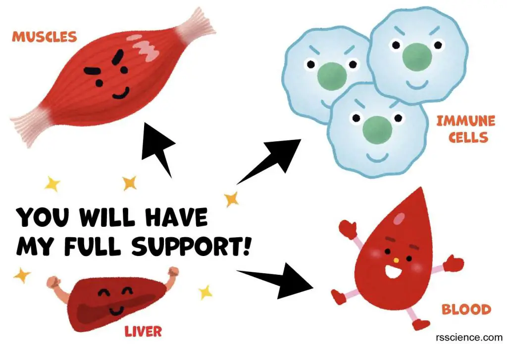 liver-supports-muscle-immune-cells-blood