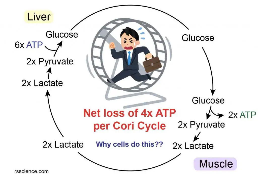net-loss-4-ATP-cori-cycle