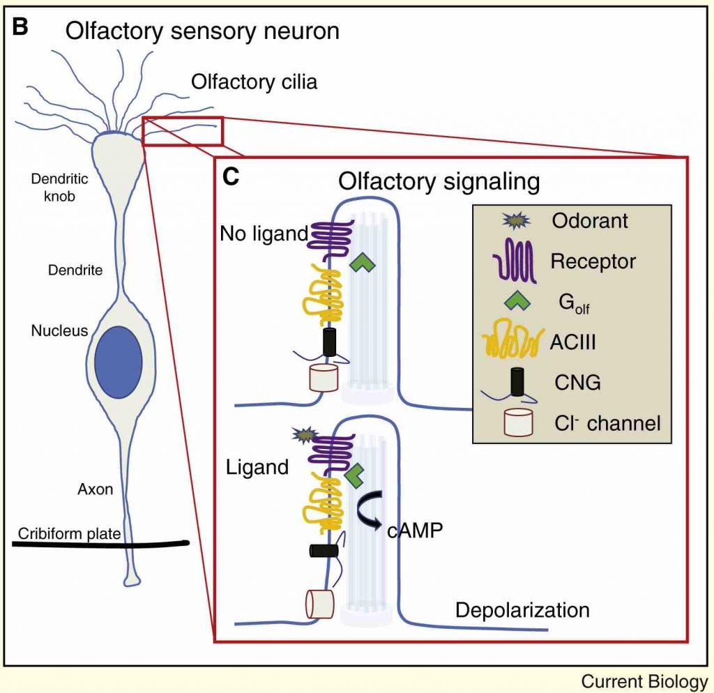 primary-cilia-olfactory-neuron