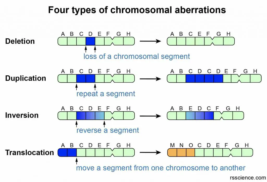 structural-chromosomal-aberrations