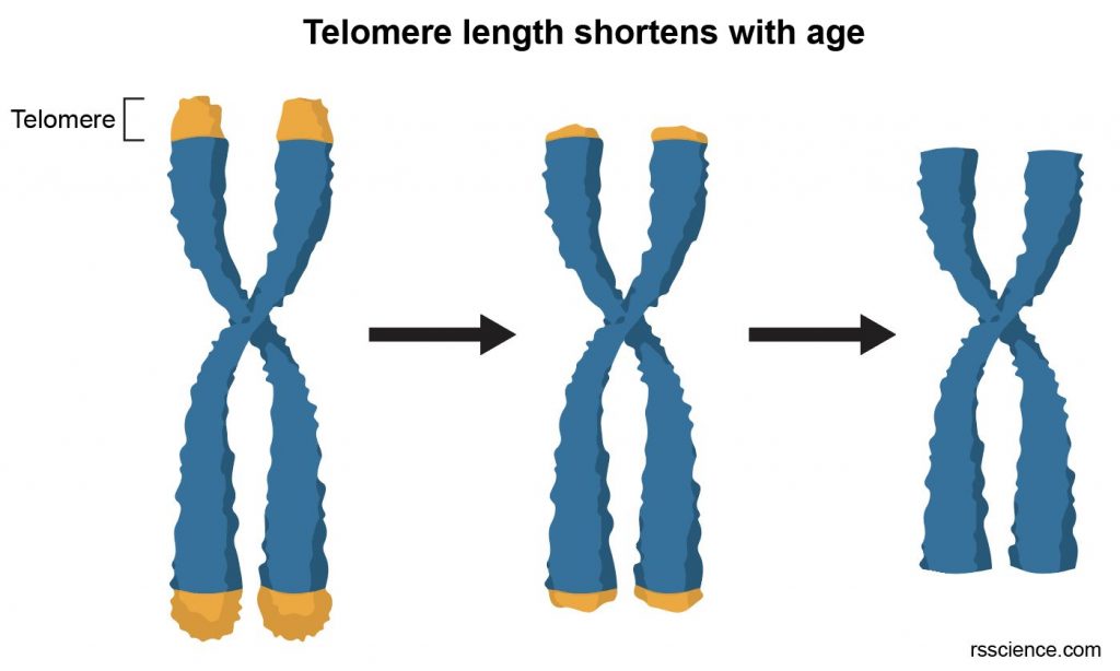 telomere-shorten-age