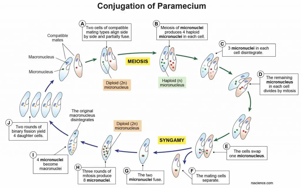 Conjugation-reproduction-paramecium-steps