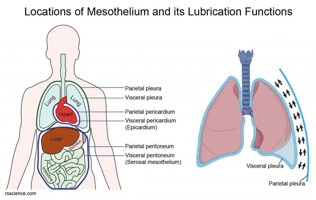 Mesothelium-covers-body-wall-and-organs