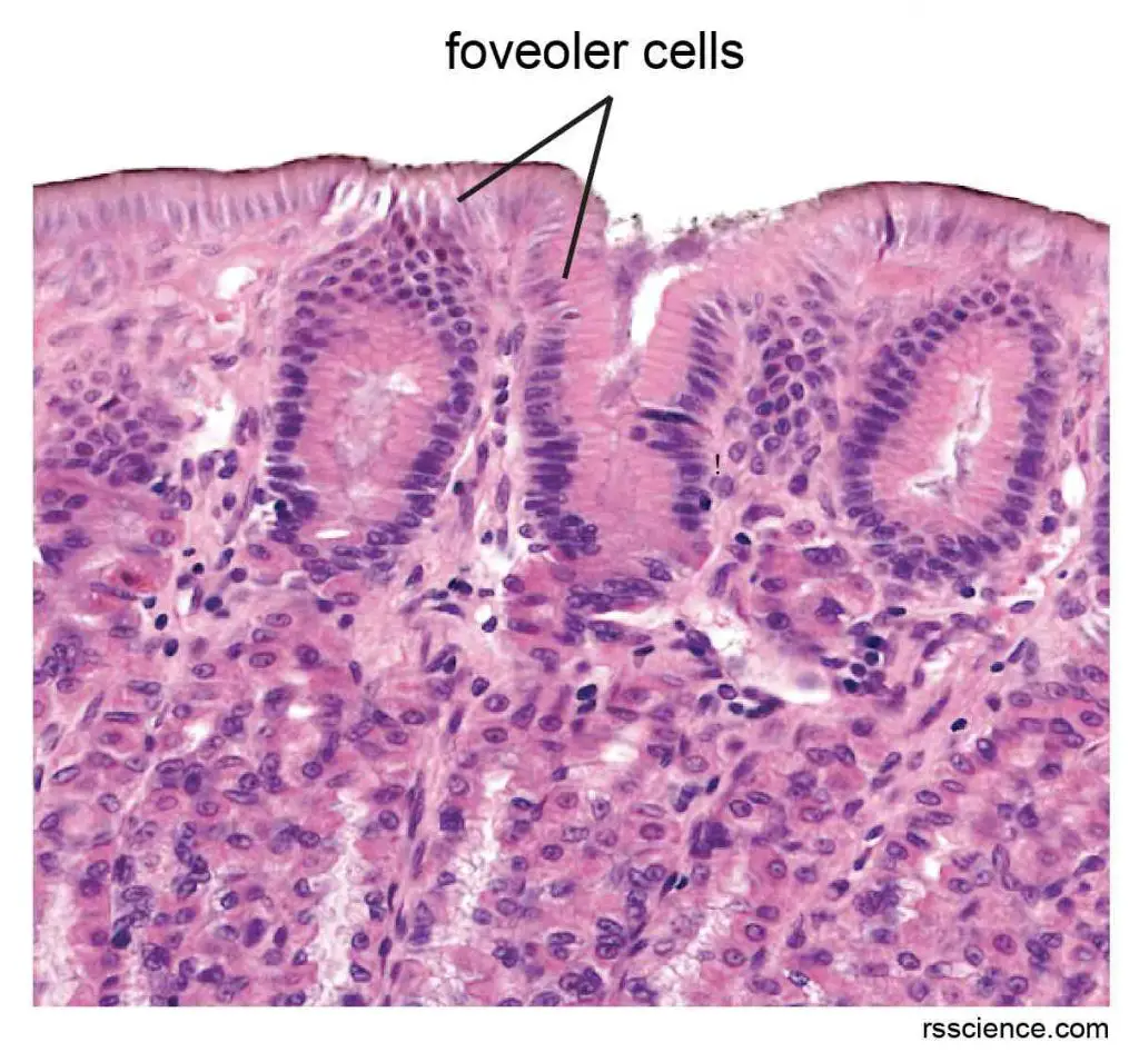 Microscopic-section-gastric-mucosa-foveolar-cells