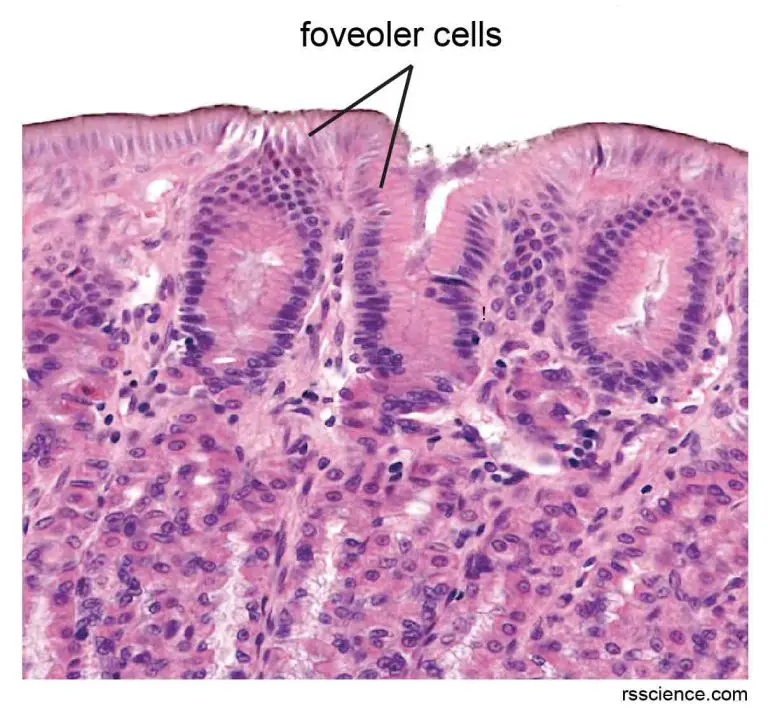 Classification and Types of Epithelial Tissues - Rs' Science