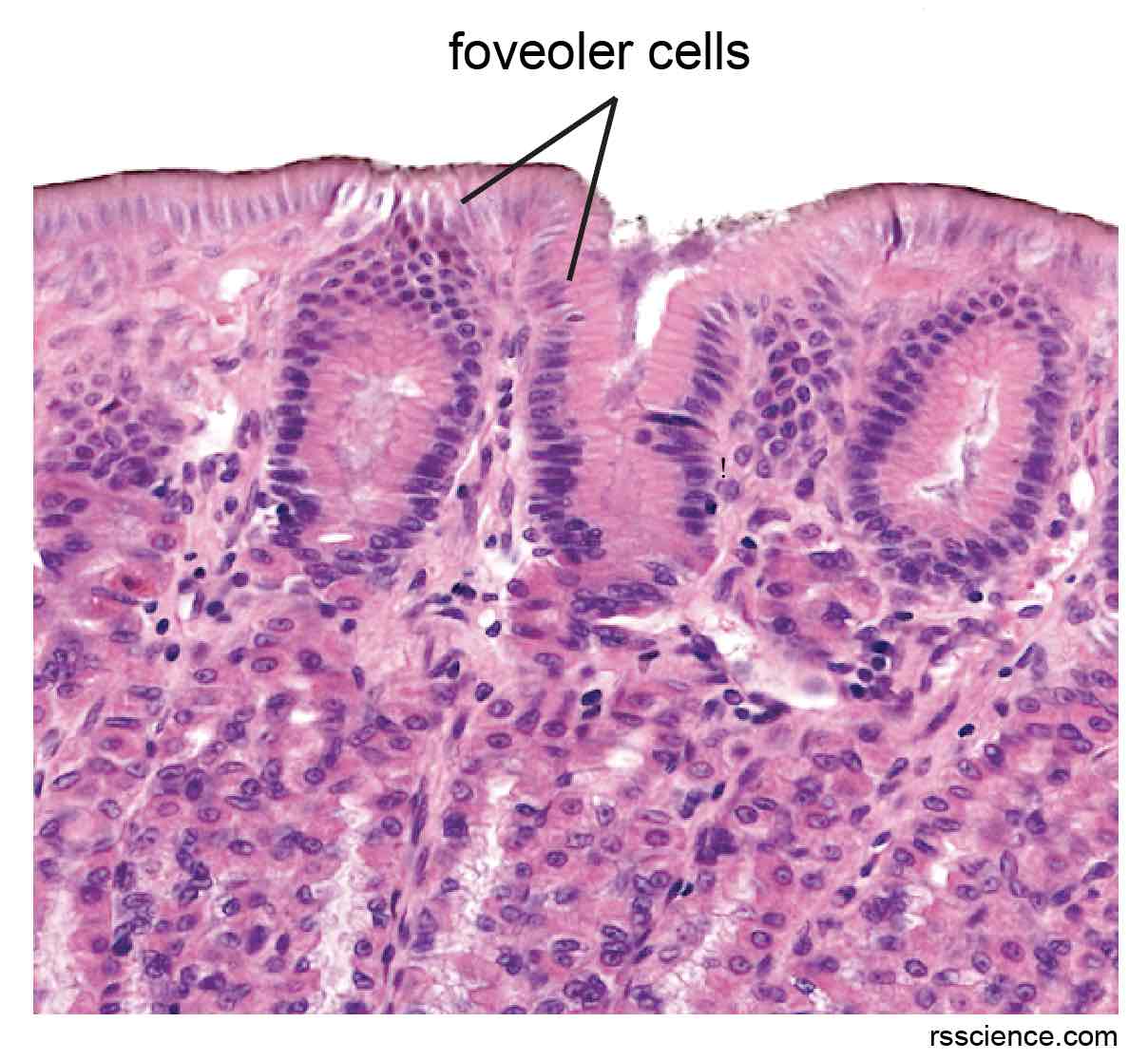 Classification and Types of Epithelial Tissues Rs' Science