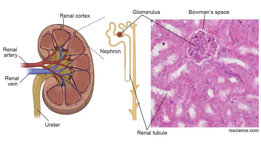 Nephron-kidney-microscopic-structural-functional-unit