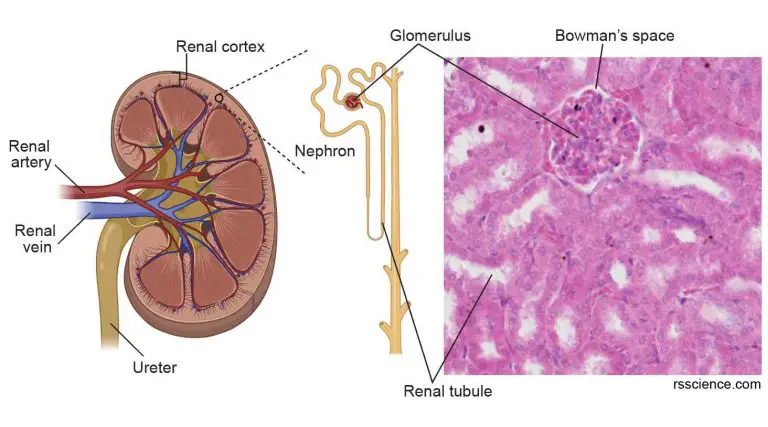 Epithelium - Definition, Characteristics, Cell Structures, Types, And 