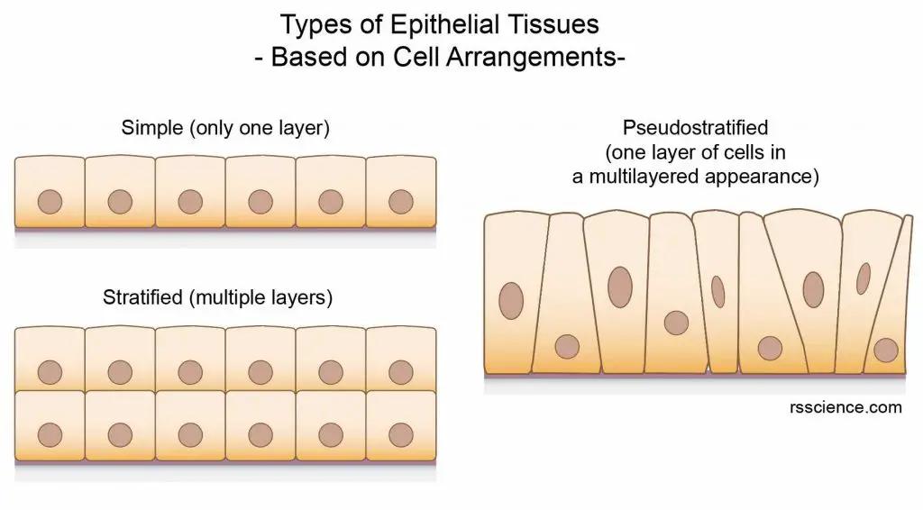 Simple-Stratified-Pseudostratified-epithelial