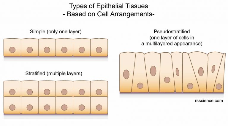 Epithelium Definition Characteristics Cell Structures Types And Functions Rs Science 6180