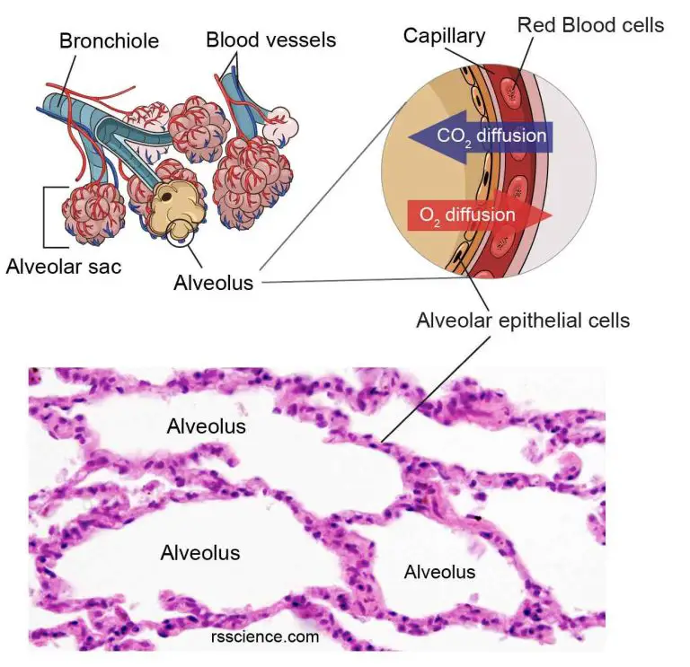 Epithelium - Definition, Characteristics, Cell Structures, Types, and ...