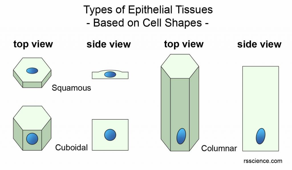 Squamous-Cuboida-Columnar-epithelial