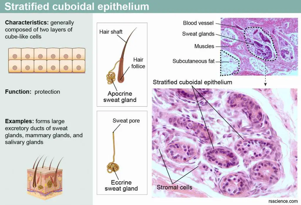 Stratified-cuboidal-epithelium-characteristics-function-example