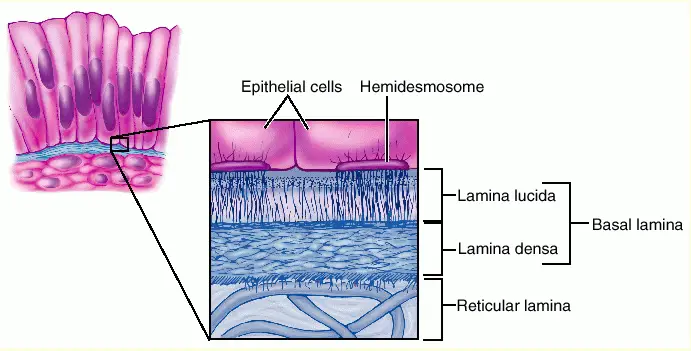 basement-membrane-basal-lamina-reticular-lamina