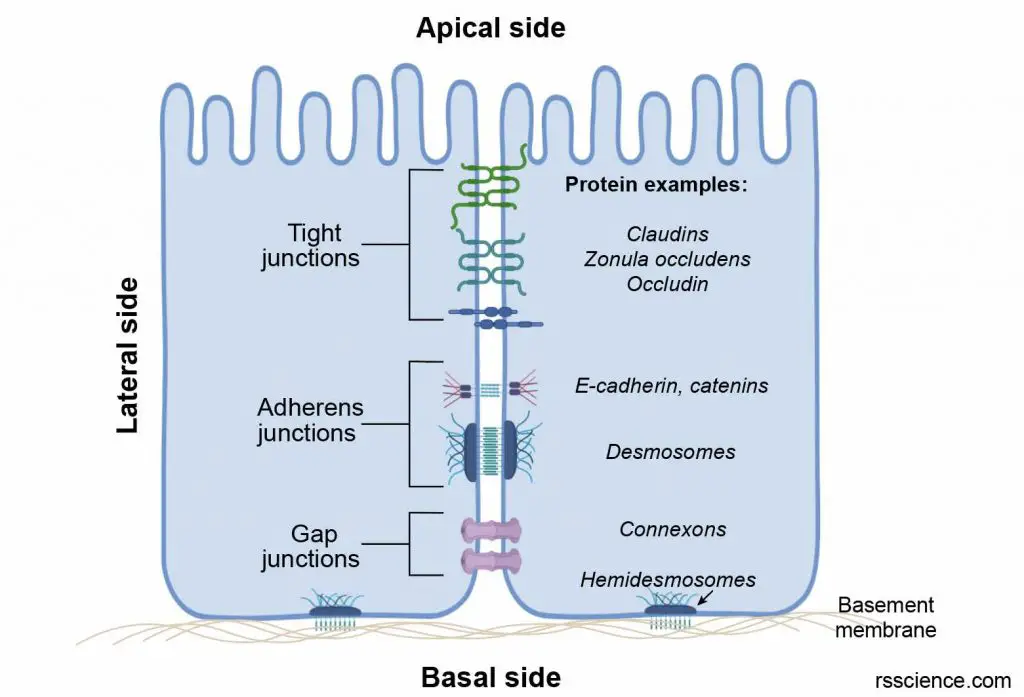 cell-junctions-adherens-tight-gap