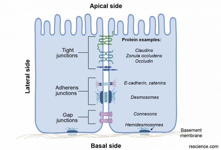 Epithelium - Definition, Characteristics, Cell Structures, Types, and ...