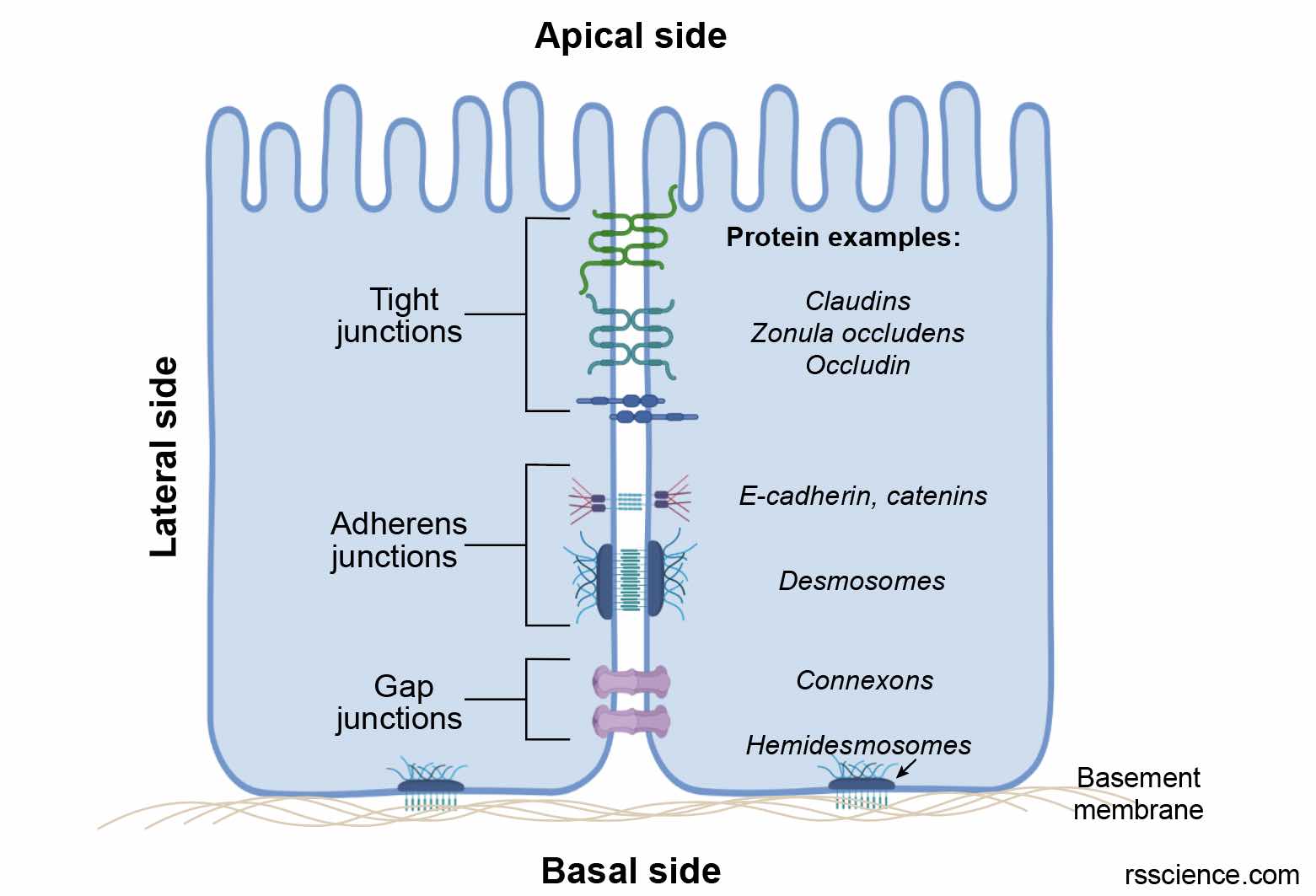 Epithelium - Definition, Characteristics, Cell Structures, Types, and ...