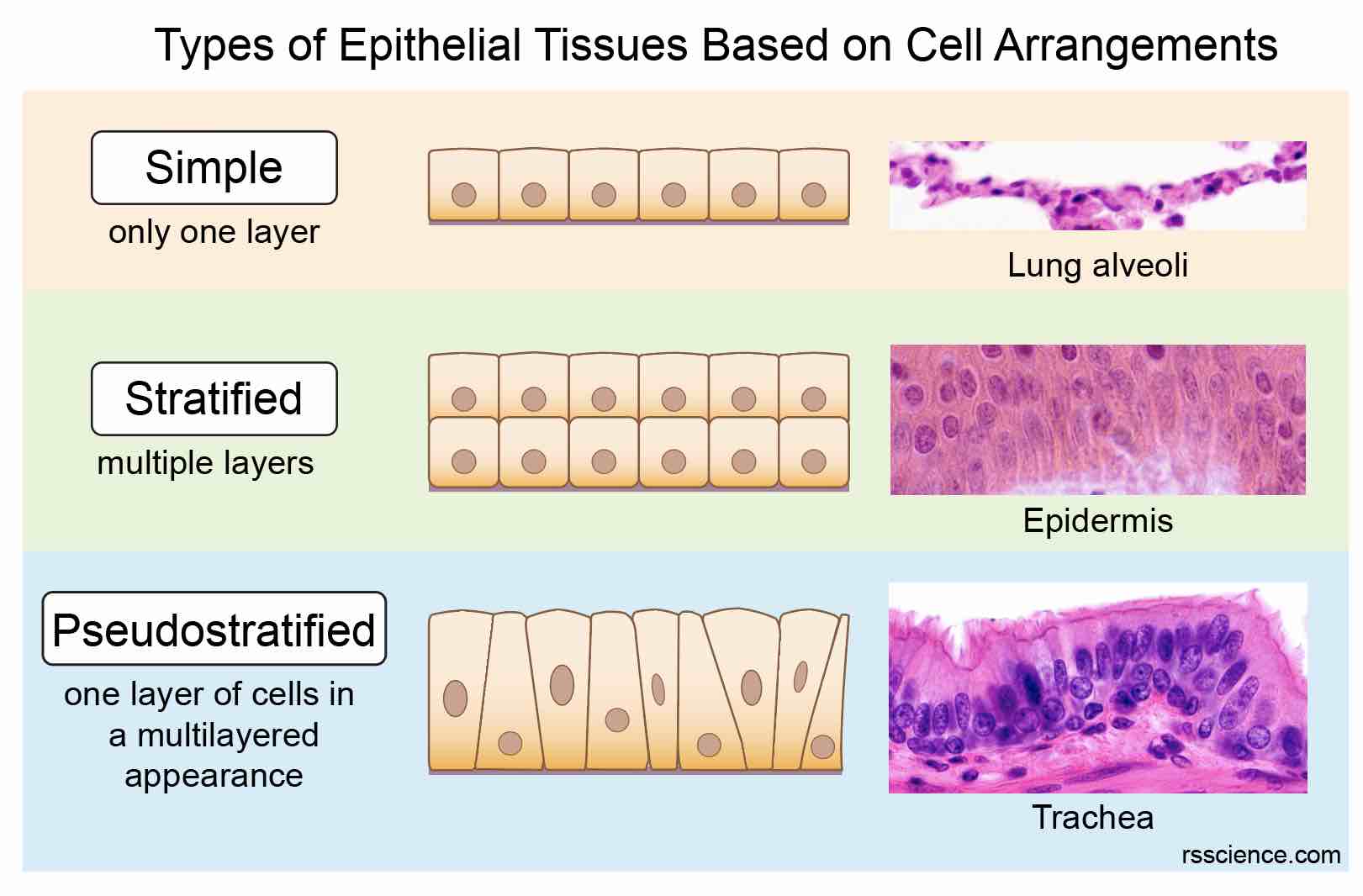 Classification And Types Of Epithelial Tissues Rs Science 5126