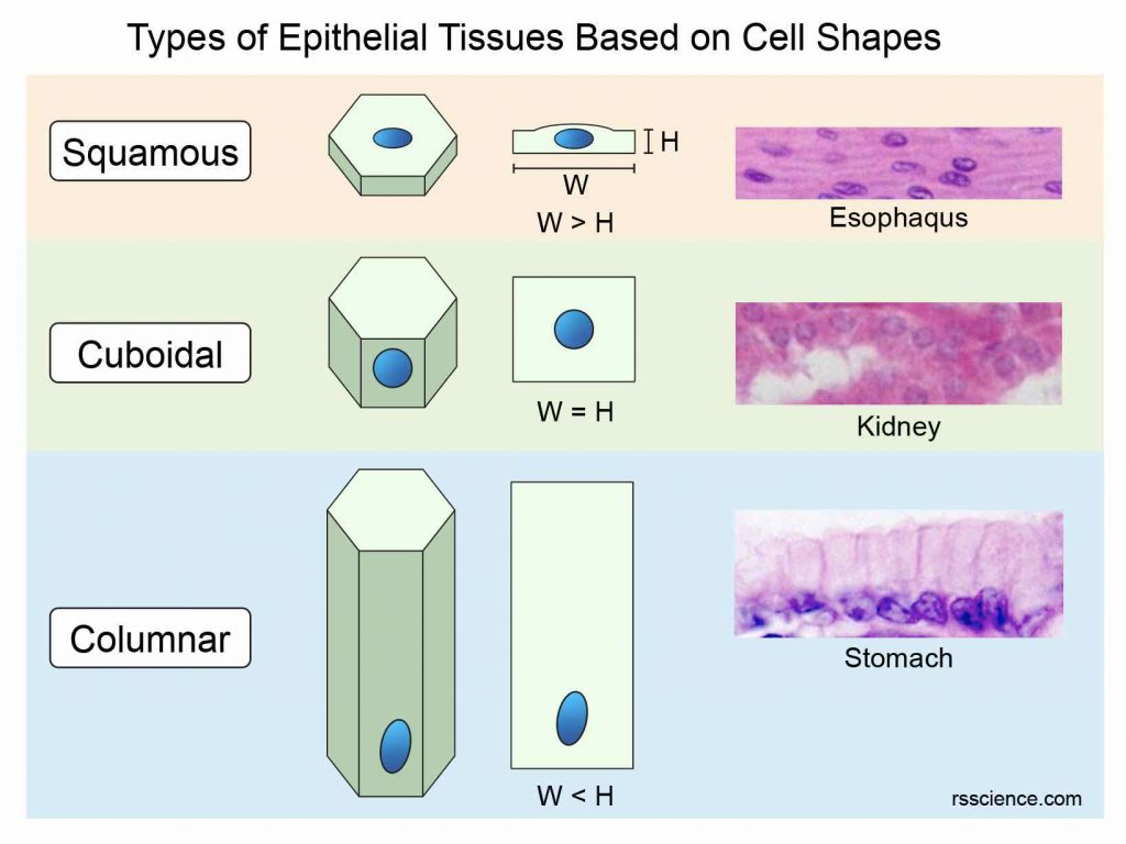 classify-epithelial-tissue-shape