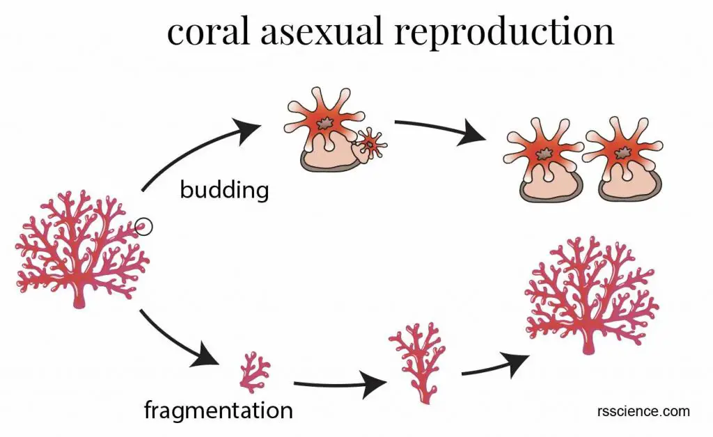 coral-asexual-reproduction-budding-fragmentation