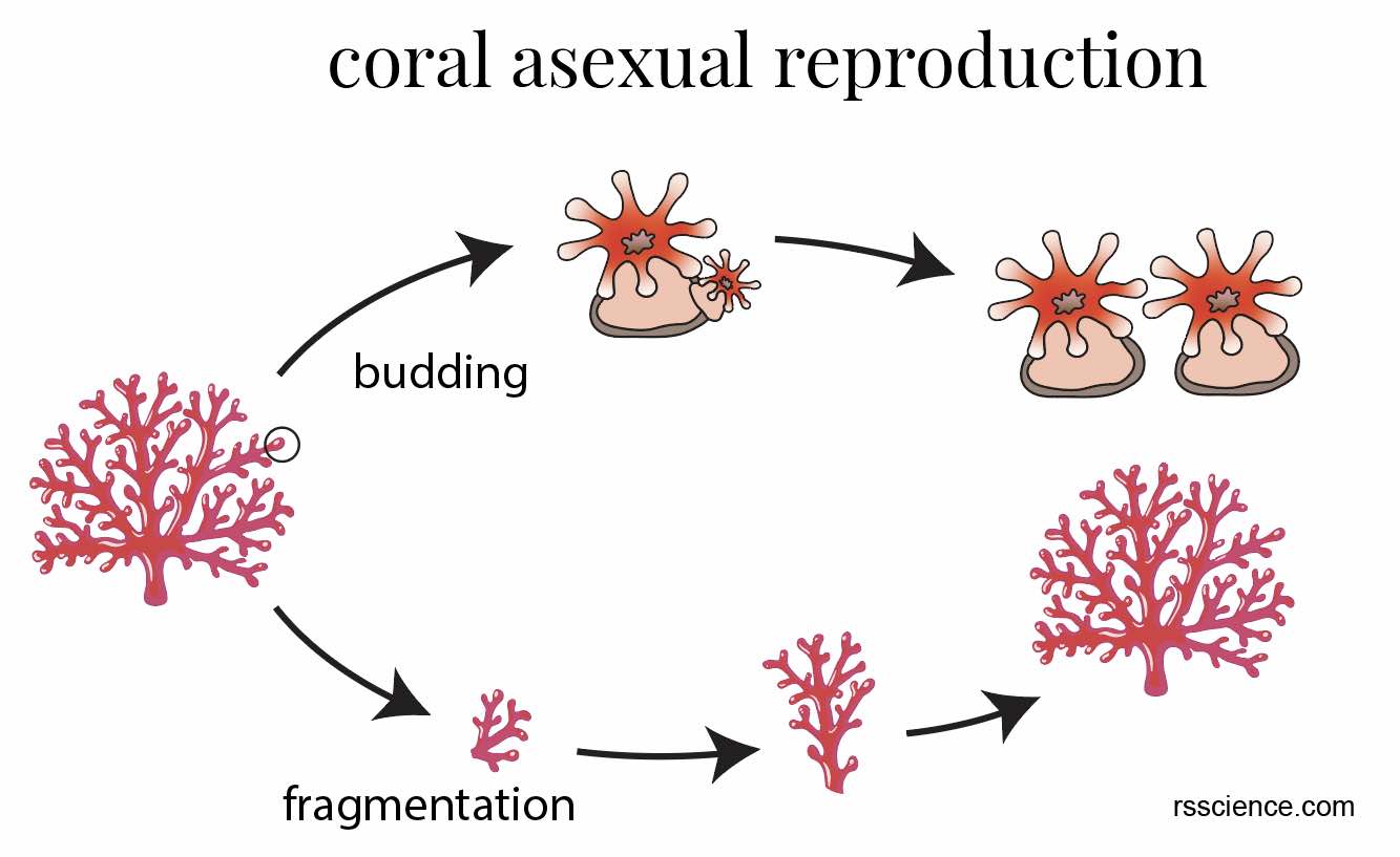 Coral classification, characteristics, structure and types Rs' Science