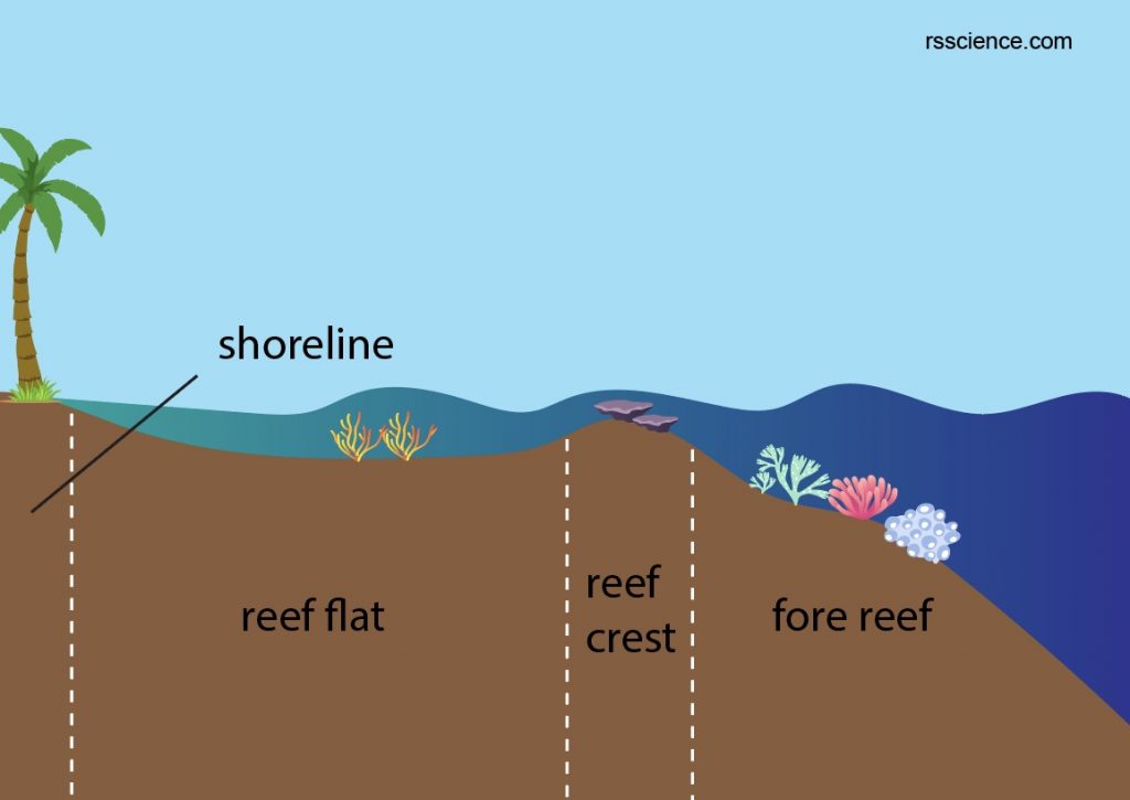 Coral - classification, characteristics, structure and types - Rs' Science