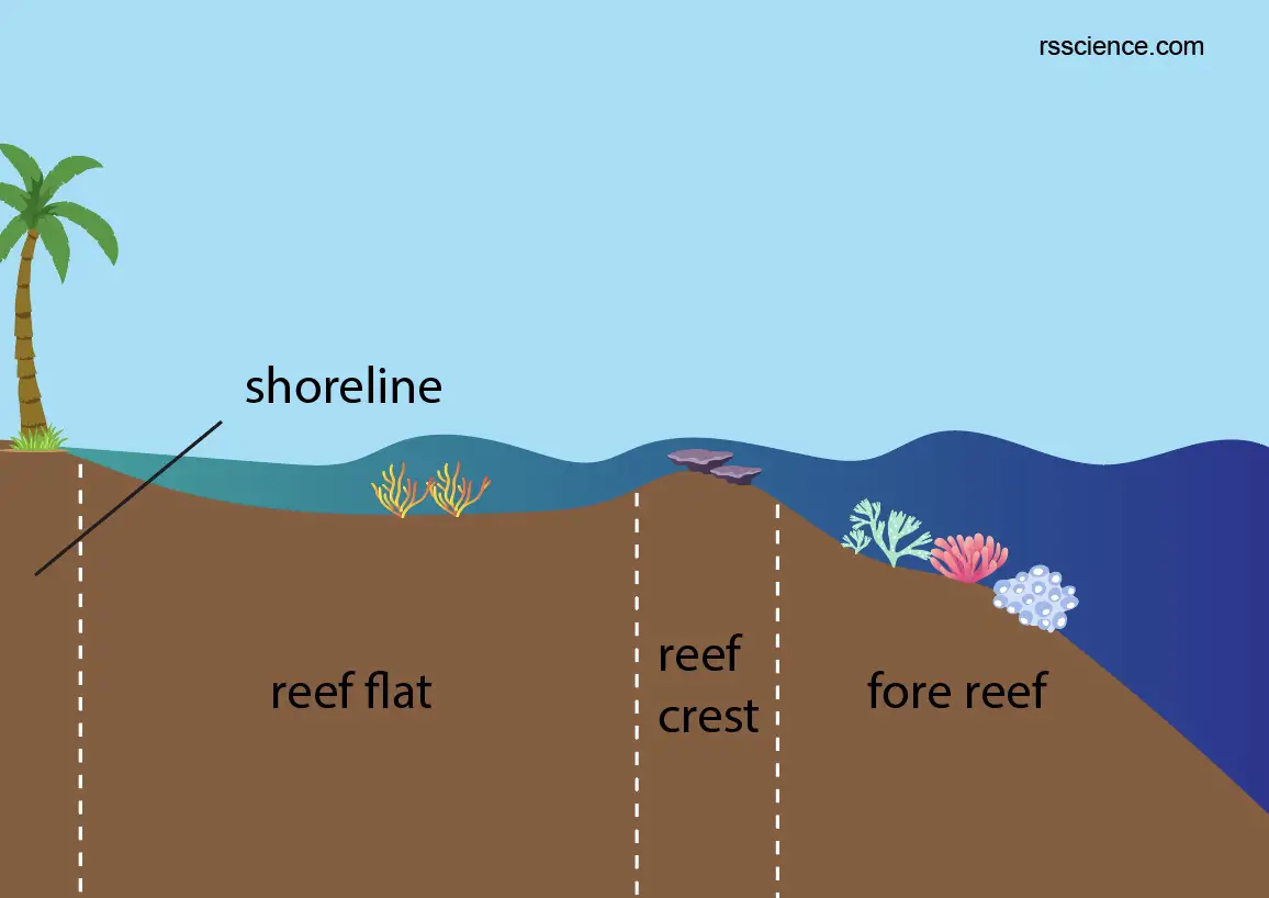 Coral Classification Characteristics Structure And Types Rs Science