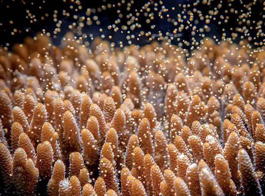 coral-release-bundles-of-eggs-and-sperm