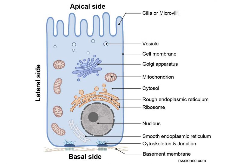 Epithelium - Definition, Characteristics, Cell Structures, Types, and ...