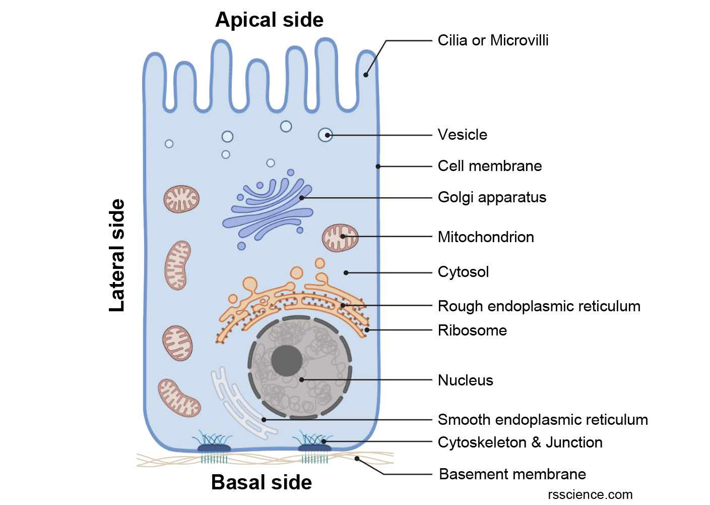 Epithelium Definition, Characteristics, Cell Structures, Types, and