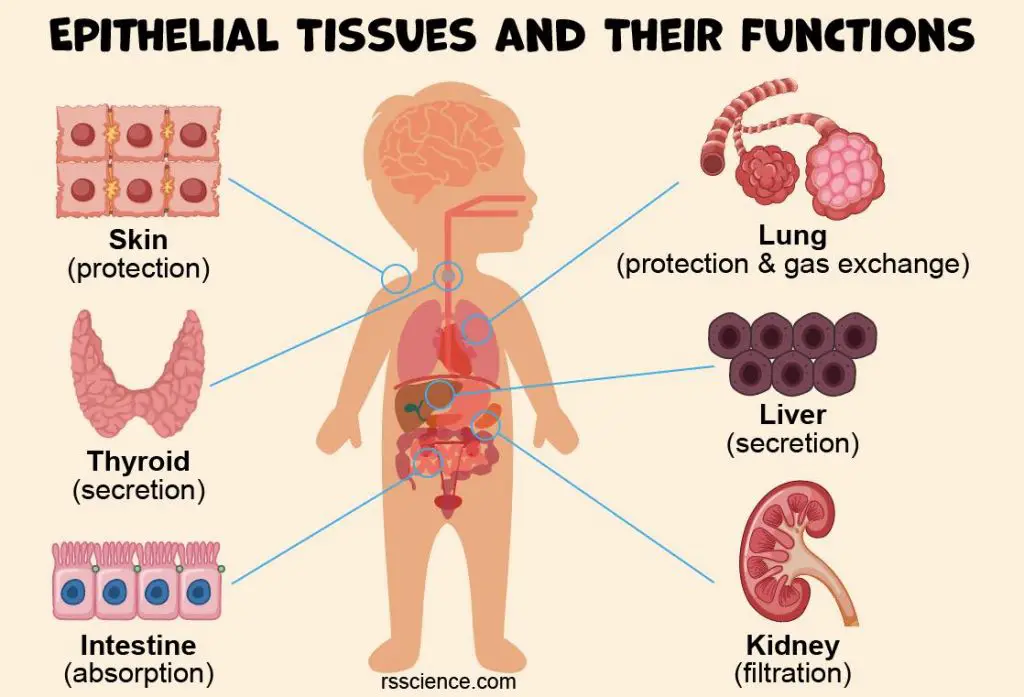 epithelial tissue and their function