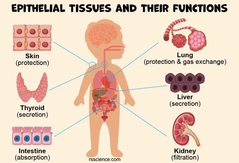 Classification and Types of Epithelial Tissues - Rs' Science