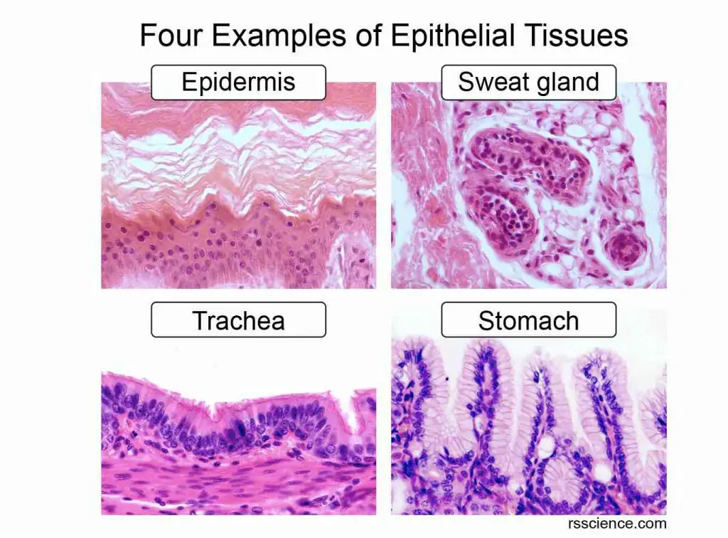 epithelial-tissues-epidermis-sweet-gland-trachea-stomach