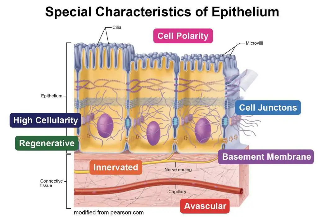 epithelium-characteristics-polarity-cell-junction-innervated-avascular-regenerative-cellularity