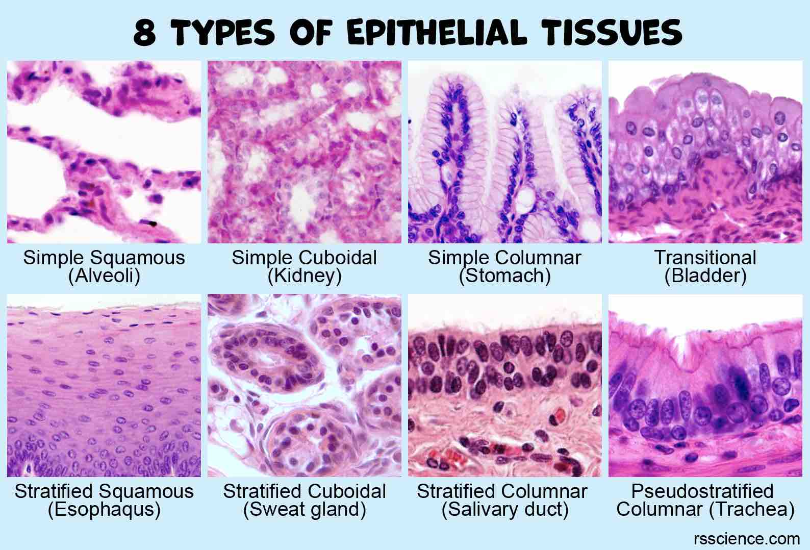 There Are Mainly 4 Types Of Epithelium They Are Squamous Epithelium ...