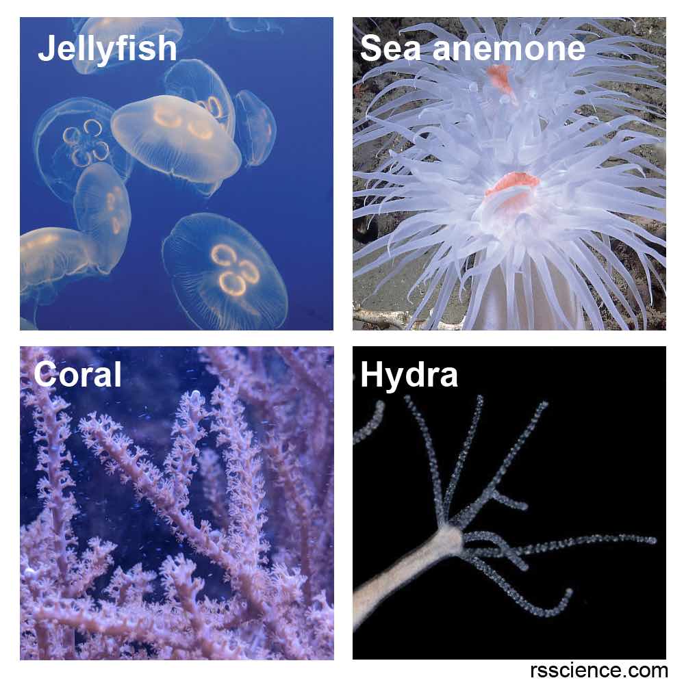 Coral - classification, characteristics, structure and types - Rs' Science