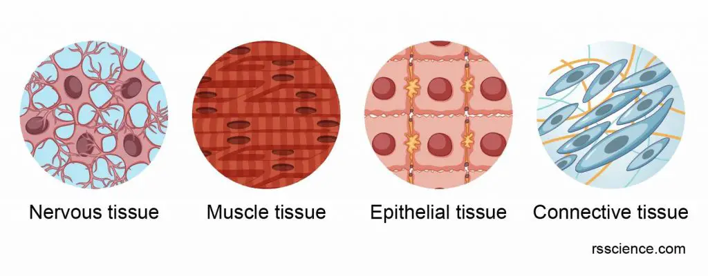 four-basic-type-animal-tissue