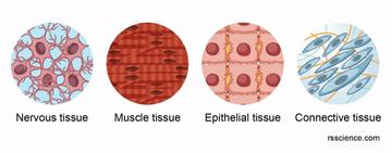 Epithelium - Definition, Characteristics, Cell Structures, Types, and  Functions - Rs' Science