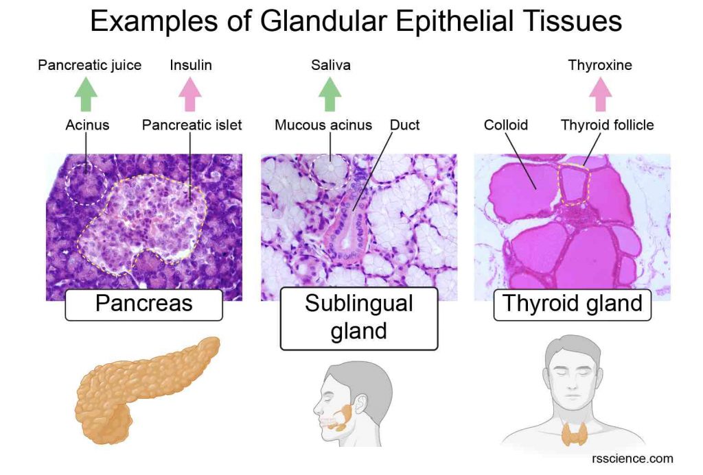 glandular-epithelial-tissue-pancreas-sublingual-gland-tyroid-gland