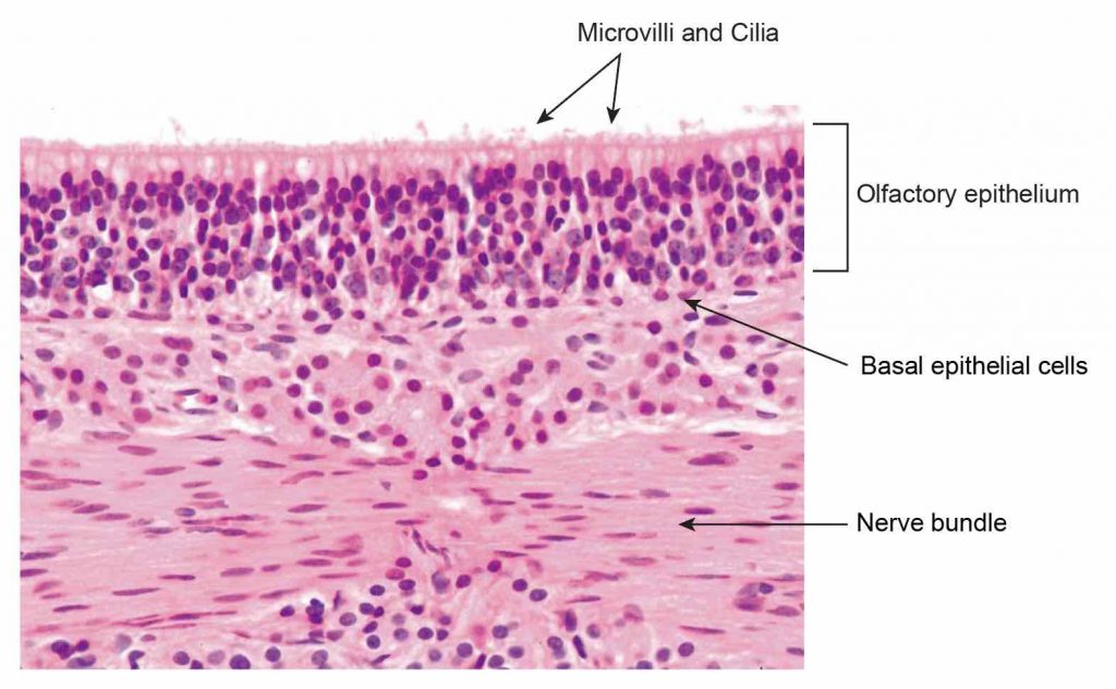microscopic-section-olfactory-epithelium